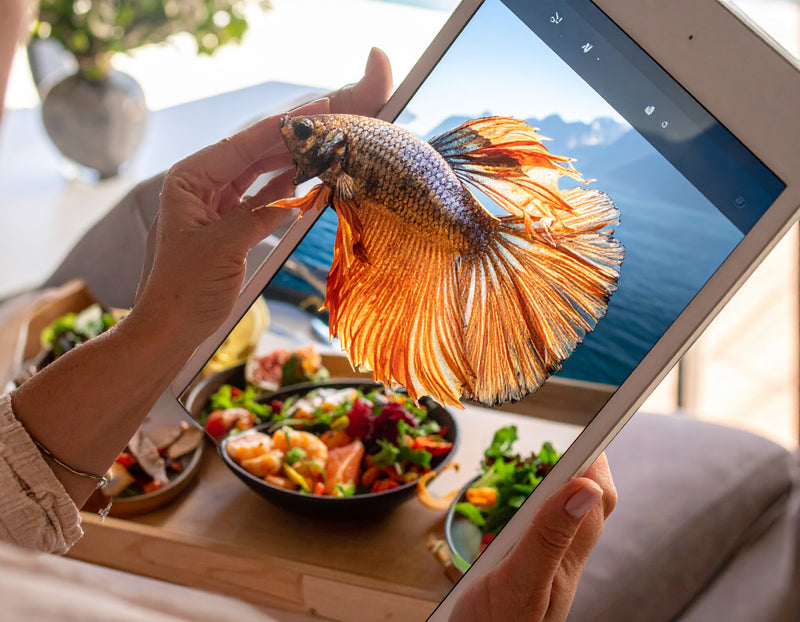 Alimentador Automático para Peixes